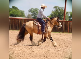 Tinker, Étalon, 5 Ans, 140 cm, Buckskin