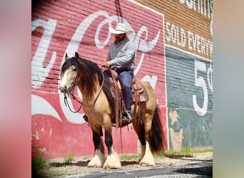 Tinker, Étalon, 5 Ans, 140 cm, Buckskin