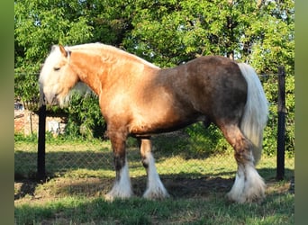 Tinker, Étalon, 5 Ans, 160 cm, Palomino