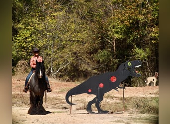 Tinker, Étalon, 7 Ans, 150 cm