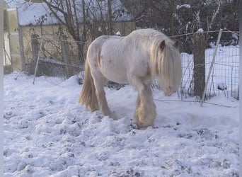 Tinker, Étalon, 9 Ans, 137 cm, Sabino