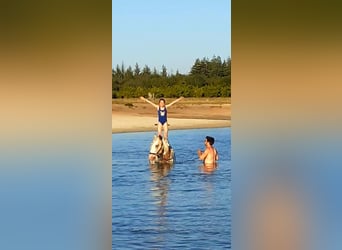 Tinker, Étalon, 14 Ans, 158 cm, Isabelle