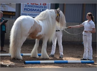 Tinker, Étalon, 14 Ans, 158 cm, Isabelle