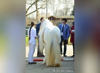 Tinker, Étalon, 14 Ans, 158 cm, Isabelle