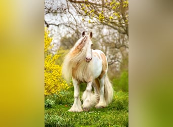 Tinker, Étalon, 14 Ans, 158 cm, Isabelle