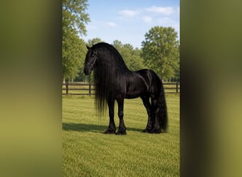 Tinker, Étalon, 4 Ans, 61 cm, Noir