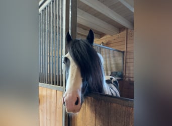 Tinker, Étalon, 7 Ans, 145 cm, Pinto