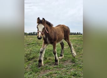 Tinker, Étalon, Poulain (06/2026), 135 cm, Bai