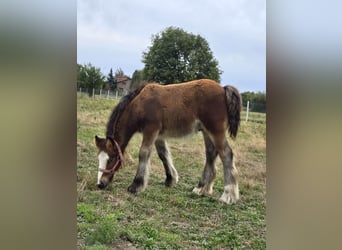 Tinker, Étalon, Poulain (06/2026), 135 cm, Bai