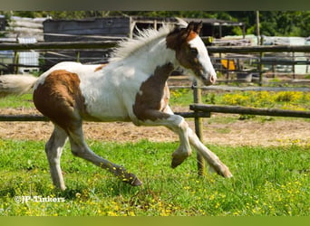 Tinker, Étalon, Poulain (04/2024), 150 cm, Tobiano-toutes couleurs