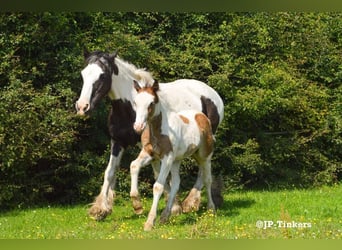 Tinker, Étalon, Poulain (04/2024), 150 cm, Tobiano-toutes couleurs