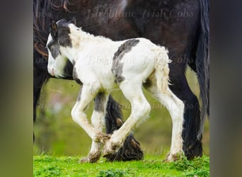 Tinker, Étalon, Poulain (01/2026), 155 cm