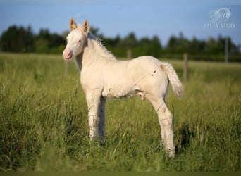 Tinker, Étalon, Poulain (02/2026), Cremello