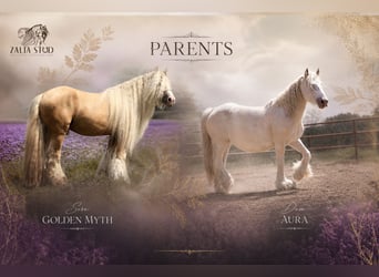 Tinker, Étalon, Poulain (02/2026), Cremello