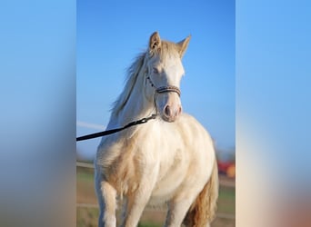 Tinker, Étalon, Poulain (03/2025), Perlino