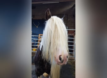 Tinker, Étalon, 7 Ans, 148 cm, Tobiano-toutes couleurs