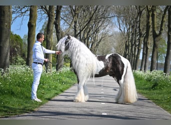 Tinker, Étalon, 7 Ans, 148 cm, Tobiano-toutes couleurs