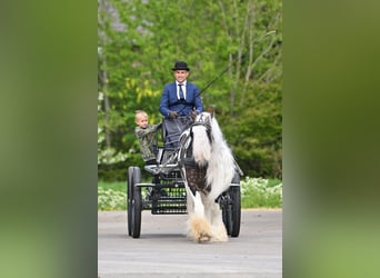 Tinker, Étalon, 7 Ans, 148 cm, Tobiano-toutes couleurs