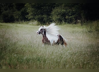 Tinker, Étalon, 7 Ans, 148 cm, Tobiano-toutes couleurs