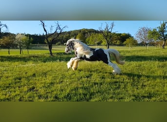 Tinker, Étalon, 7 Ans, 148 cm, Tobiano-toutes couleurs