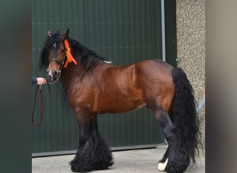 Tinker, Hengst, 10 Jaar, 143 cm, Bruin
