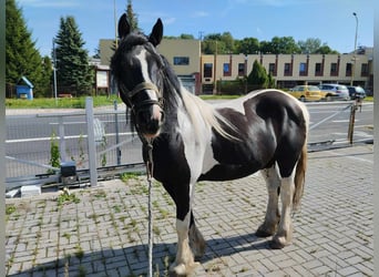 Tinker, Hengst, 10 Jaar, 148 cm, Gevlekt-paard