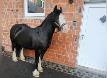 Tinker Mix, Hengst, 10 Jahre, 134 cm, Rappe
