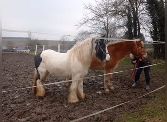 Tinker, Hengst, 10 Jahre, 140 cm, Schecke