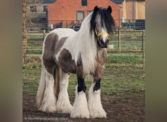 Tinker, Hengst, 10 Jahre, 155 cm, Buckskin