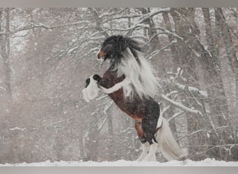 Tinker, Hengst, 11 Jaar, 155 cm