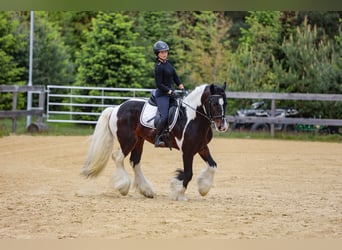 Tinker, Hengst, 11 Jaar, 156 cm, Gevlekt-paard