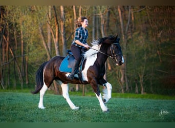 Tinker Mix, Hengst, 12 Jahre, 165 cm, Schecke