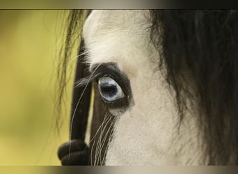 Tinker Mix, Hengst, 14 Jaar, 140 cm, Gevlekt-paard