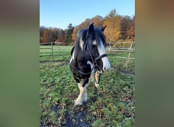 Tinker, Hengst, 15 Jahre, 150 cm