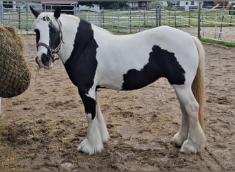 Tinker, Hengst, 16 Jahre, 138 cm, Schecke