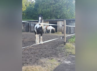 Tinker, Hengst, 16 Jahre, 150 cm