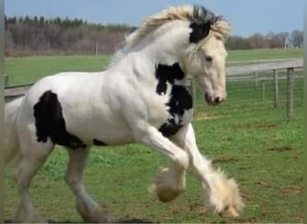 Tinker, Hengst, 19 Jaar, 163 cm