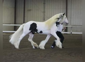 Tinker, Hengst, 19 Jahre, 163 cm
