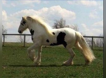 Tinker, Hengst, 19 Jahre, 163 cm