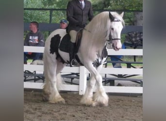 Tinker, Hengst, 19 Jahre, 163 cm