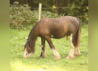 Tinker, Hengst, 1 Jaar, 115 cm, Sabino