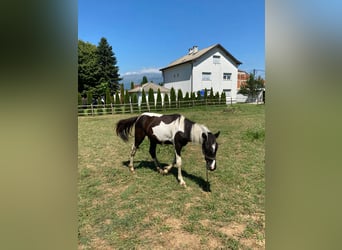 Tinker Mix, Hengst, 1 Jaar, 120 cm, Gevlekt-paard