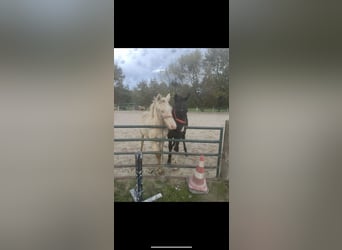 Tinker, Hengst, 1 Jaar, 130 cm, Champagne