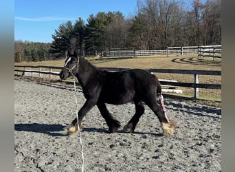 Tinker, Hengst, 1 Jaar, 132 cm, Zwart