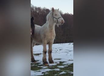 Tinker, Hengst, 1 Jaar, 133 cm, Cremello