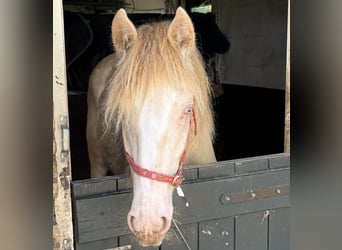 Tinker, Hengst, 1 Jaar, 140 cm, Cremello