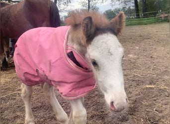 Tinker, Hengst, 1 Jaar, 140 cm, Sabino
