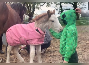 Tinker, Hengst, 1 Jaar, 140 cm, Sabino