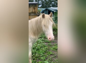Tinker, Hengst, 1 Jaar, 140 cm, Sabino