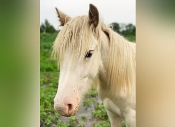 Tinker, Hengst, 1 Jaar, 140 cm, Sabino